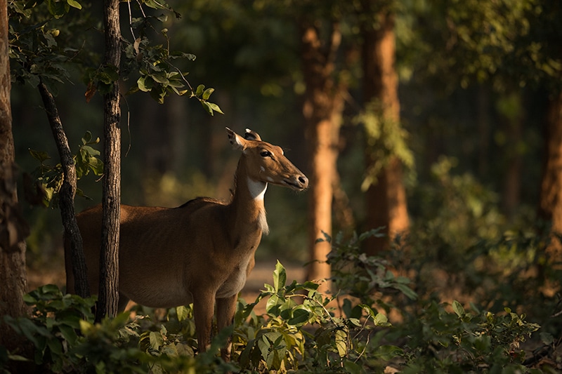 Few pics from Sanjay Dubri National Park