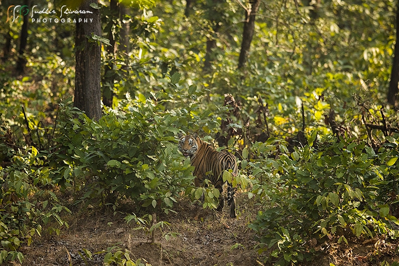 Tiger in Sanjay Dubri National Park