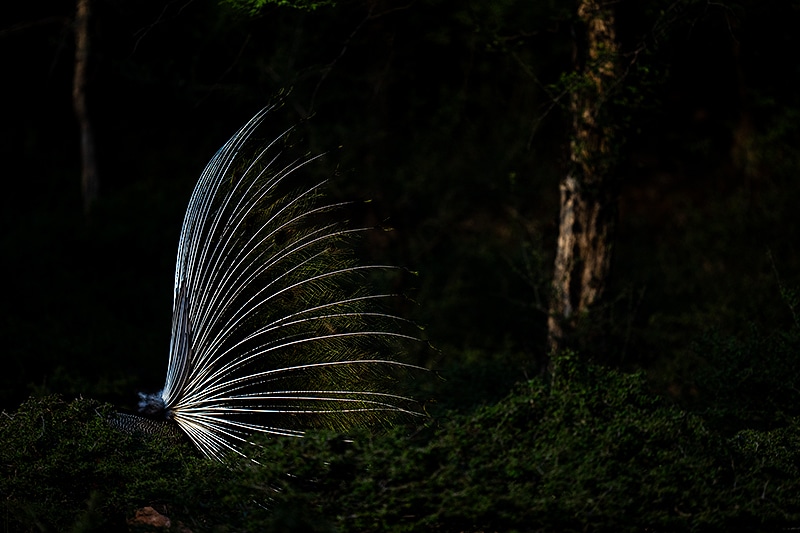 Indian Peafowl shot in hard light 