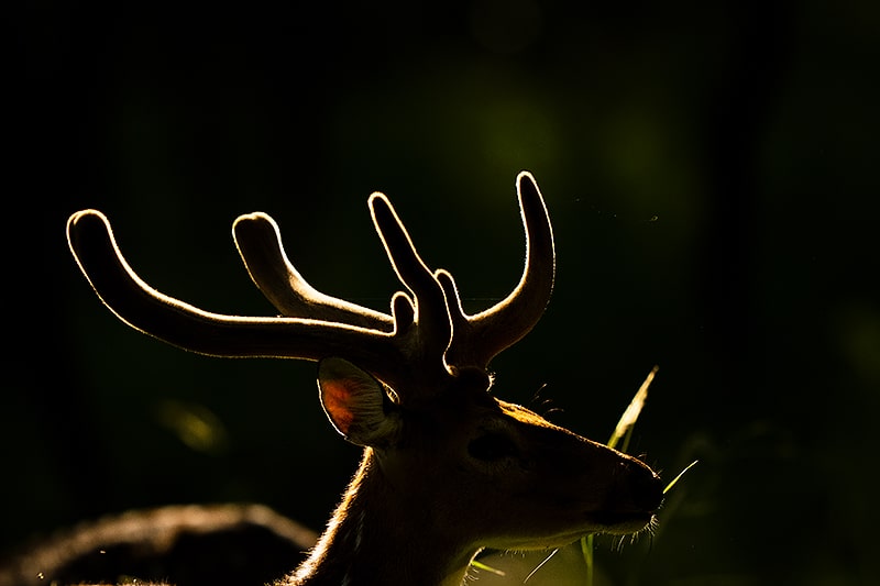 Backlight on Spotted Deer