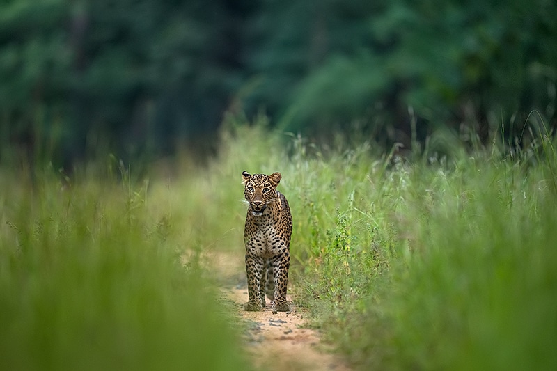 Indian leopard