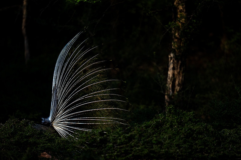 Indian Peafowl shot in hard light
