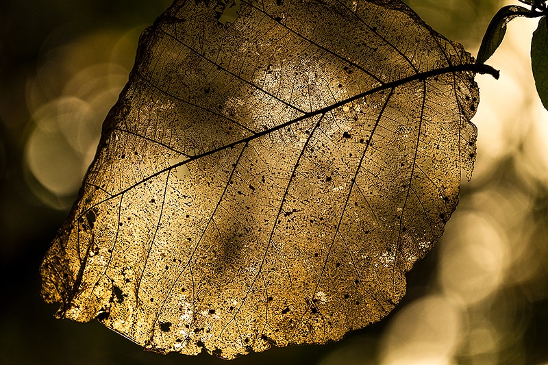Teak Wood leaf with transmitted light