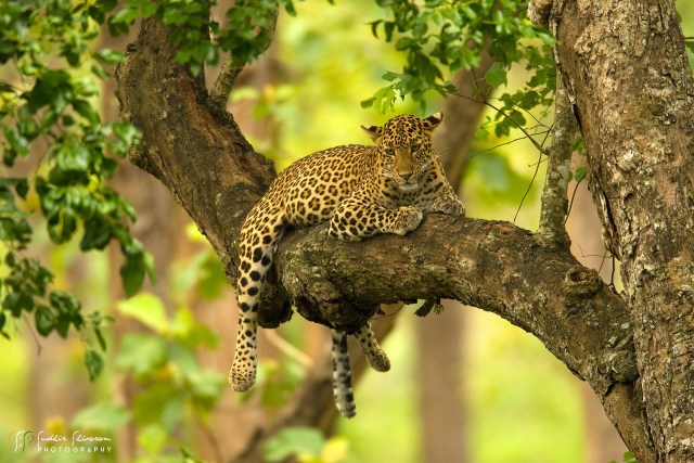Online Wildlife photography courses Online Wildlife photography courses