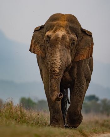 DSC01770-Enhanced-NR