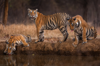 DSC02246-Enhanced-NR