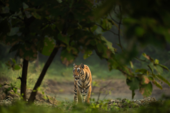 DSC09011-Enhanced-NR-1