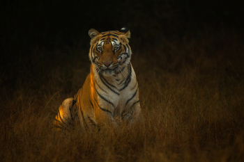 L2R6895-Tadoba-Tiger