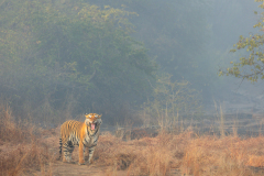 3_Panna_-Mitali_P663-_MG_3810