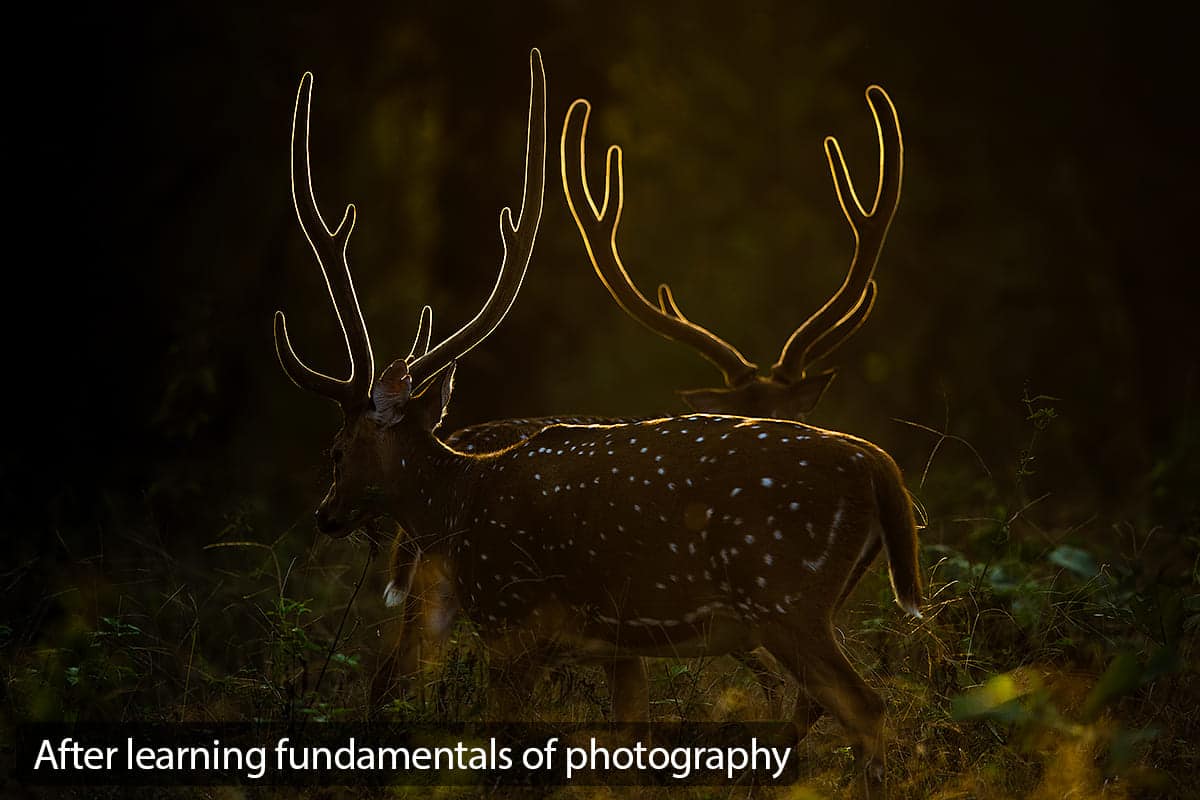 Deer-DX_1102