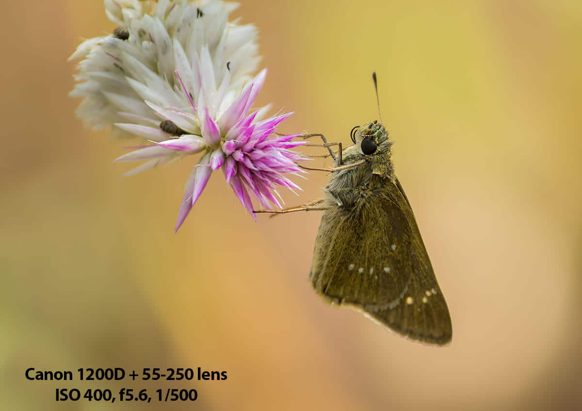 butter_fly