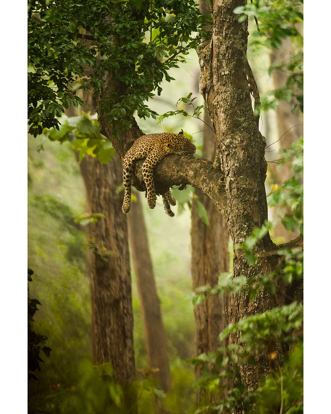 sleeping-cheeta