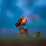 Get Blurred Out of Focus Background