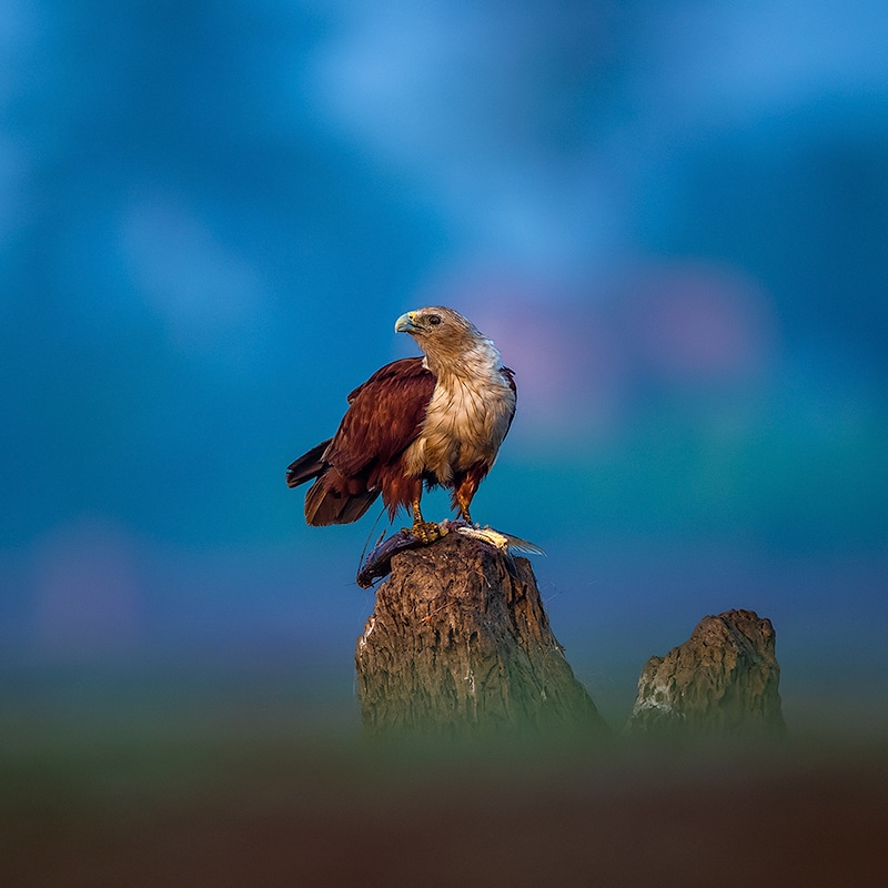 Get Blurred Out of Focus Background