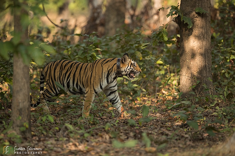 Tiger shot in Sanjay Dubri National Park