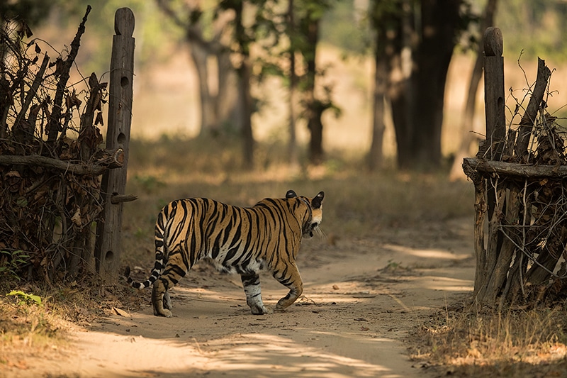 Few pics from Sanjay Dubri National Park