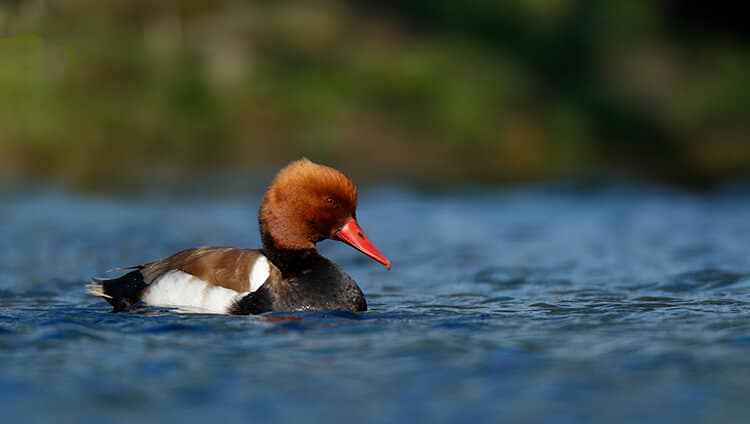 duck shot with aperture priority