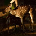 Post Processing Using Capture NX-D (for Nikon RAW Shooters)