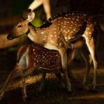 Post Processing Using Capture NX-D (for Nikon RAW Shooters)