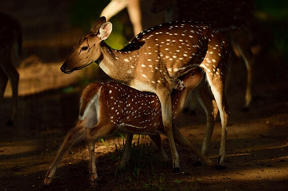 Post Processing Using Capture NX-D (for Nikon RAW Shooters)