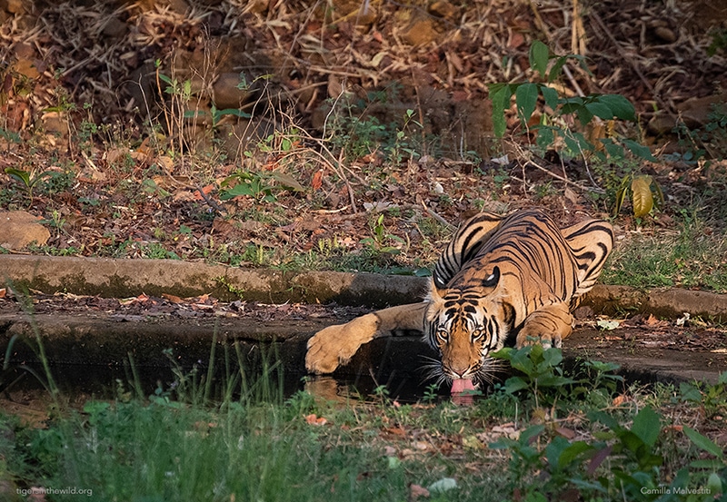 Sudhir Shivaram Photography