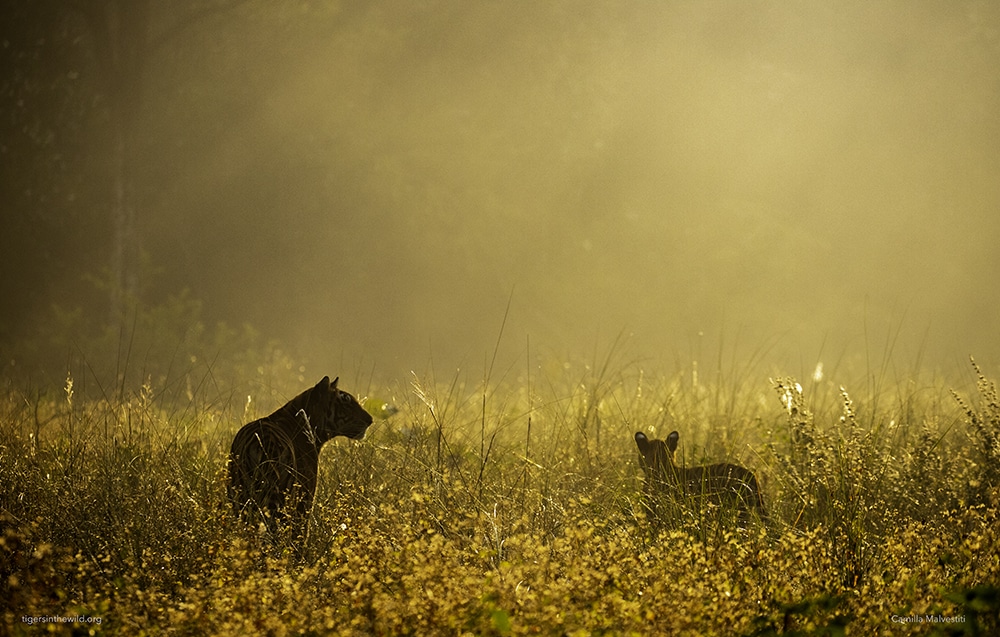 Sudhir Shivaram Photography Kanha