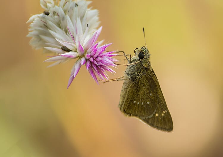 Butter fly shot with more aperture value