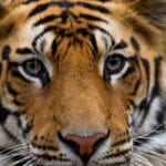 Ultimate Field Guide to Wildlife Photography