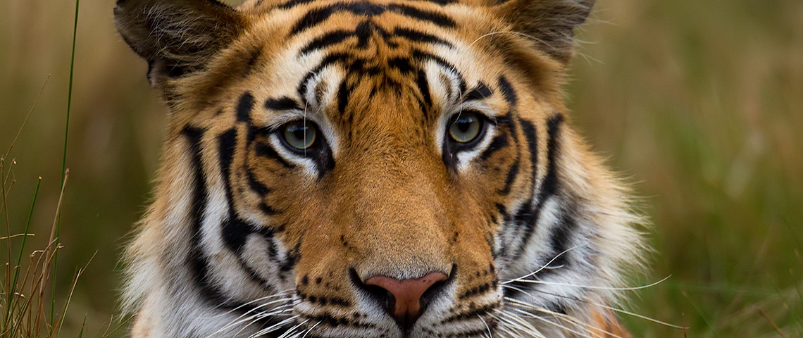 Ultimate Field Guide to Wildlife Photography