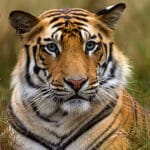 Ultimate Field Guide to Wildlife Photography