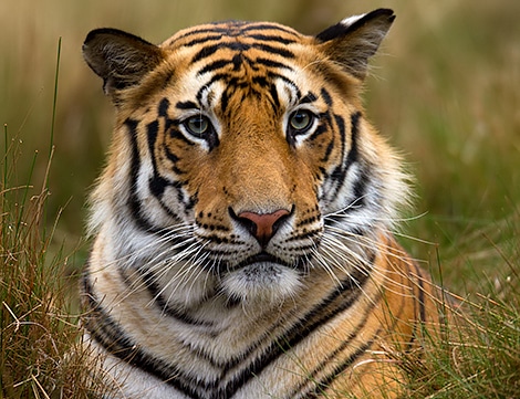 Ultimate Field Guide to Wildlife Photography