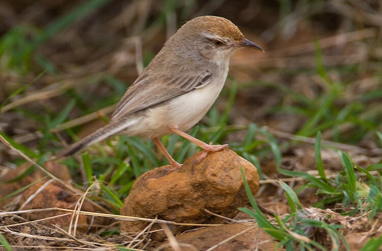 Photography basics - Sparrow