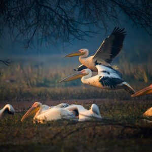 Bharatpur Bird Photography Feb 2022