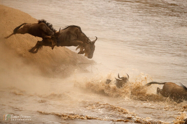 Masai Mara – The Great Migration