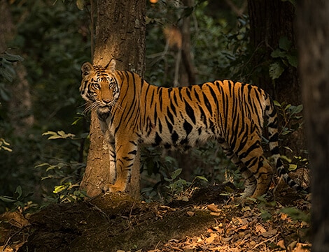 Bandhavgarh Photography  Tour Nov 2017