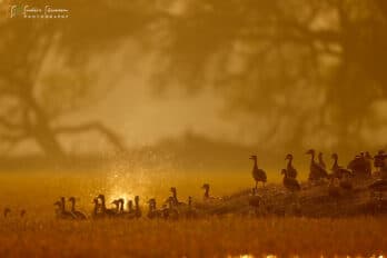 wildlife photography tours in india