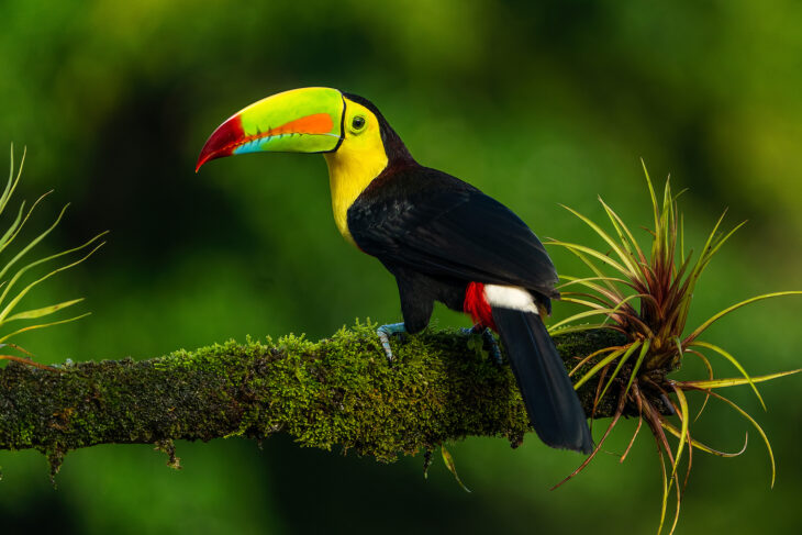 The Wildlife of Costa Rica