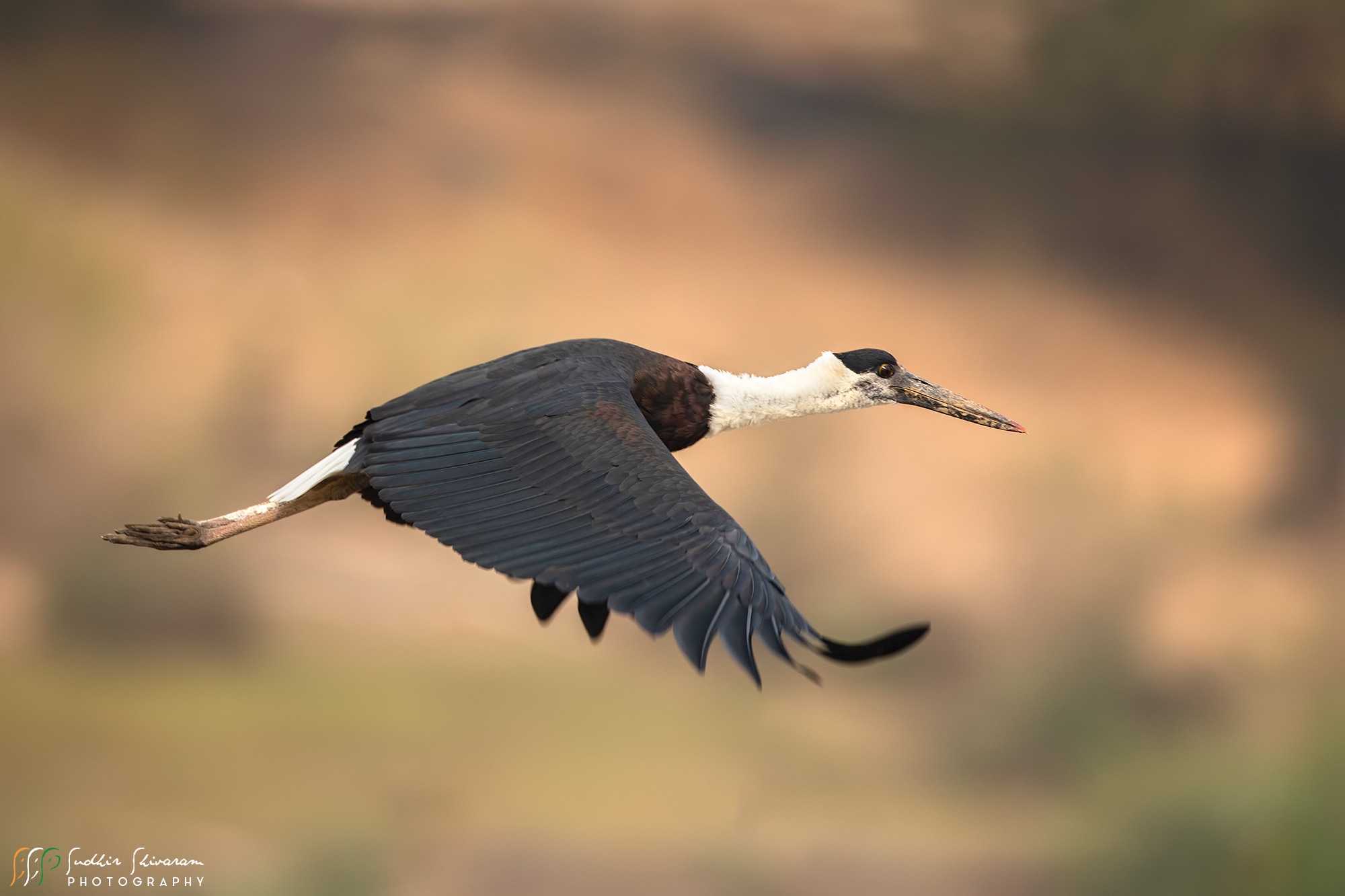 Few pics from Sanjay Dubri National Park