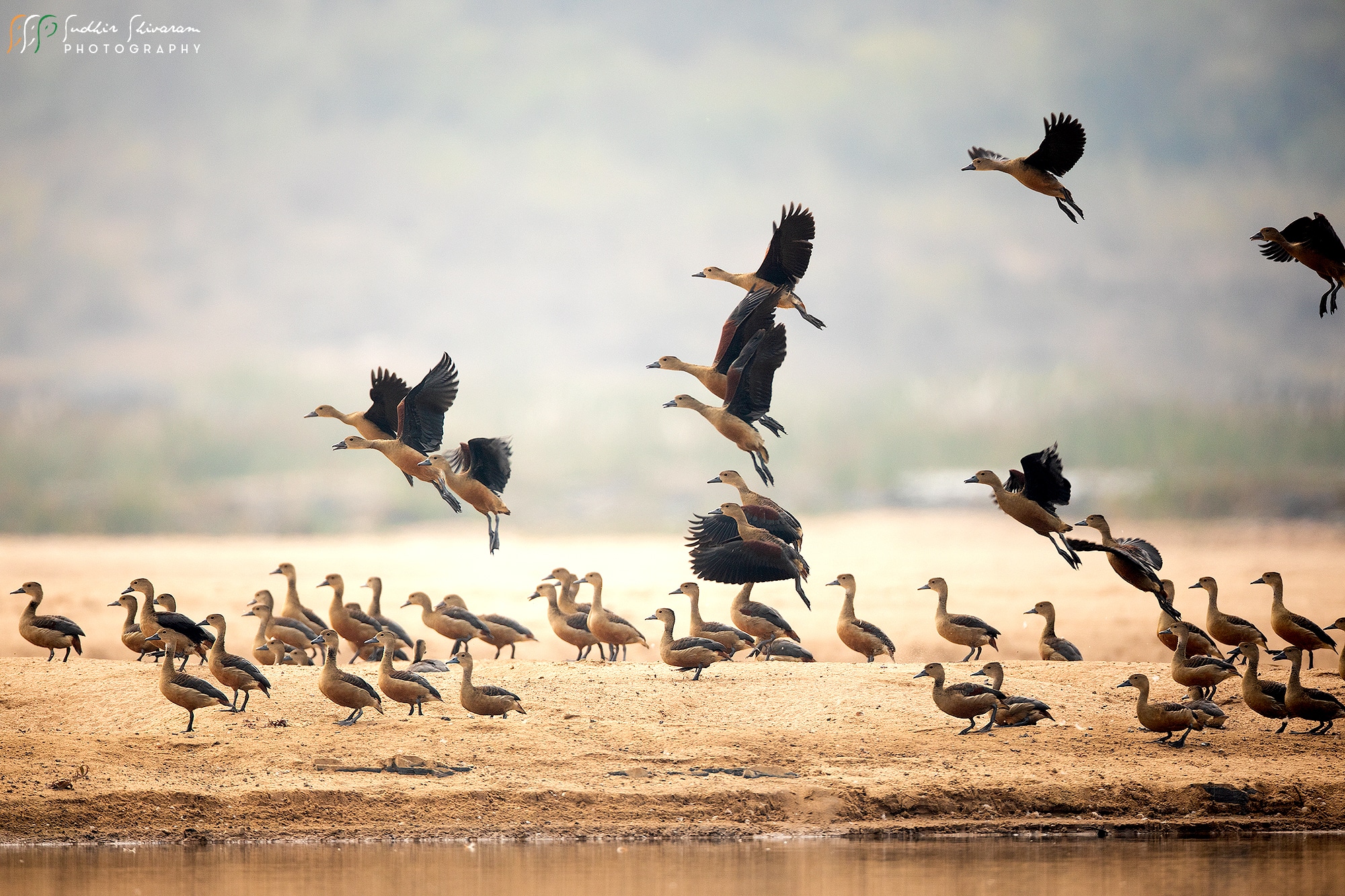 Few pics from Sanjay Dubri National Park