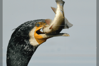 Post Processing Using Capture NX-D (for Nikon RAW Shooters)
