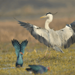 Post Processing Using Capture NX-D (for Nikon RAW Shooters)