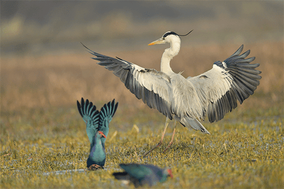Post Processing Using Capture NX-D (for Nikon RAW Shooters)