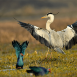 Post Processing Using Capture NX-D (for Nikon RAW Shooters)