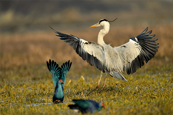 Post Processing Using Capture NX-D (for Nikon RAW Shooters)