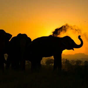 Ultimate Field Guide to Wildlife Photography