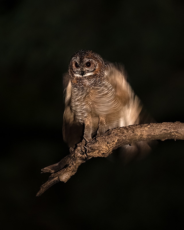 Mottled wood owl