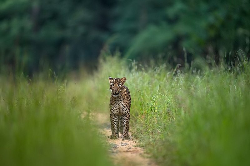  Indian leopard 