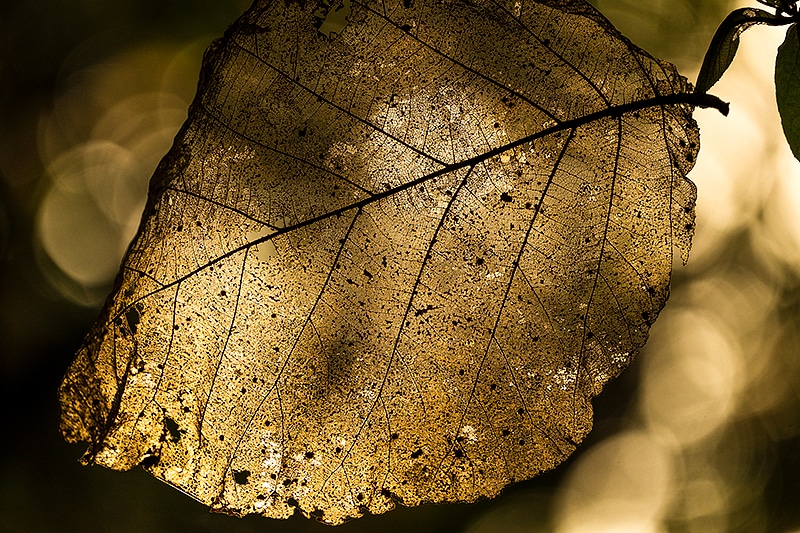 Teak Wood leaf with transmitted light 