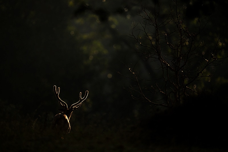 spotted deer in backlight