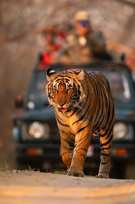 Royal Bengal tiger in the crisp front light